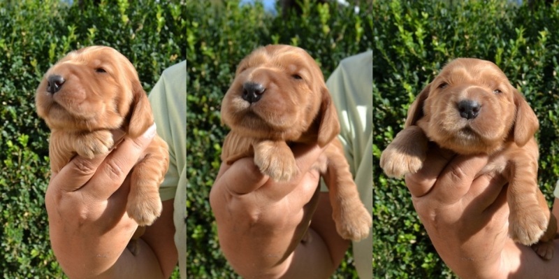 4-pejsek růžová stužka.JPG